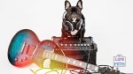 hard rock cafe unleashed pet program