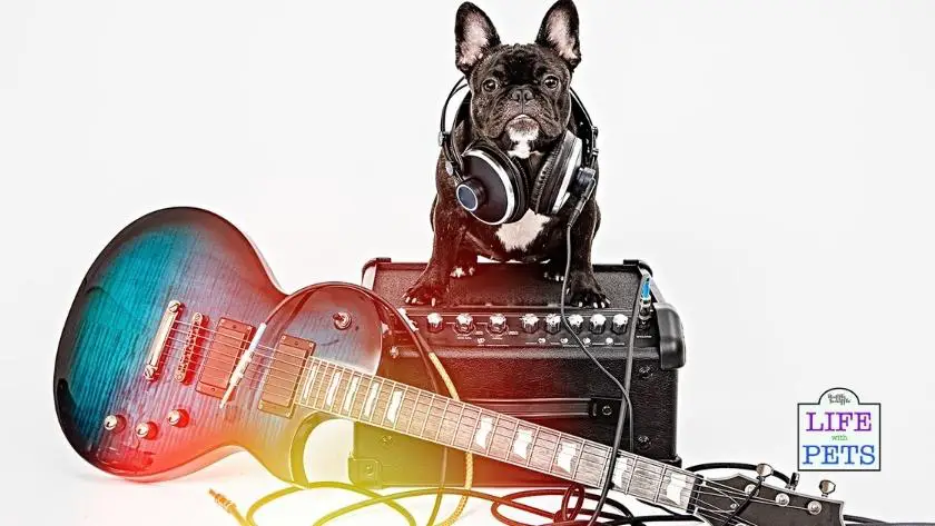 hard rock cafe unleashed pet program