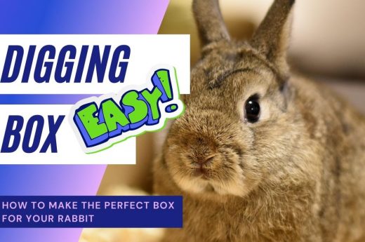 Rabbit Life Archives | Life With Pets By Ruffle Snuffle