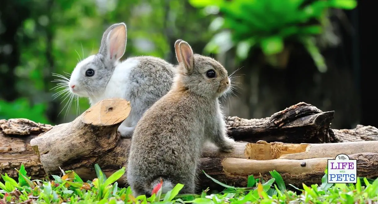 rabbit enrichment ideas