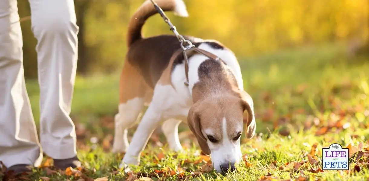 muzzle to stop dog scavenging