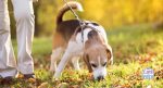 stop dog scavenging on walks