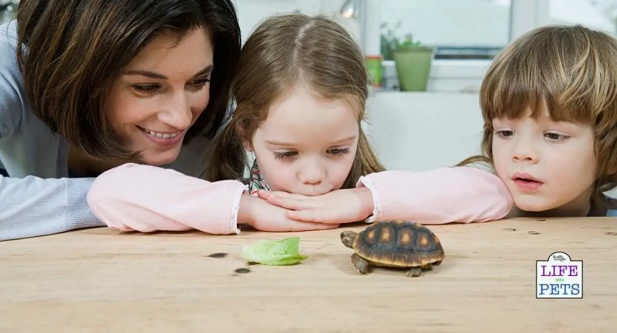 tortoise eco friendly pet 2