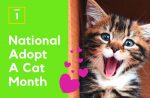 Adopt A Cat Month