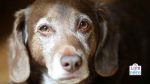 Cognitive Dysfunction Syndrome DOG