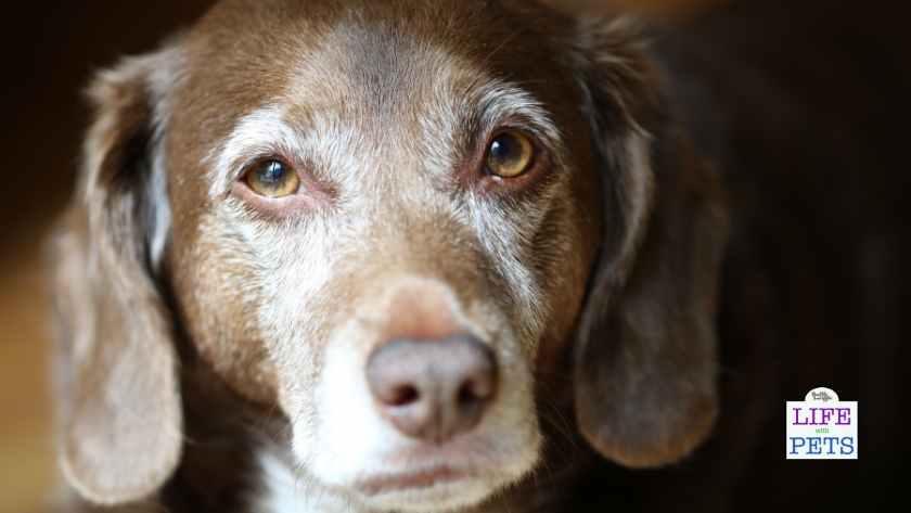 Cognitive Dysfunction Syndrome DOG