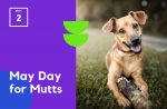 Mayday for Mutts