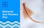 National Sea Monkey Day