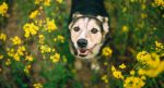 Rapeseed Dog Warning