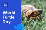 World Tortoise Day