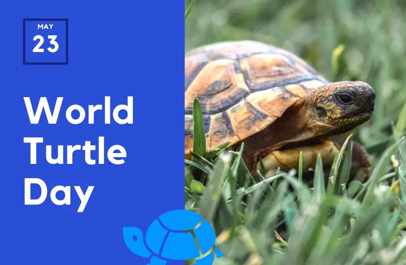 World Tortoise Day