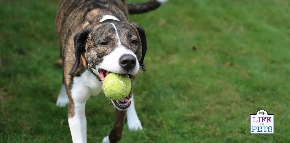 Are Automatic Ball Launchers Bad For Dogs? We Ask The Experts • 2023