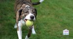 automatic ball launcher