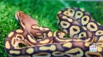boa constrictor exotic pet