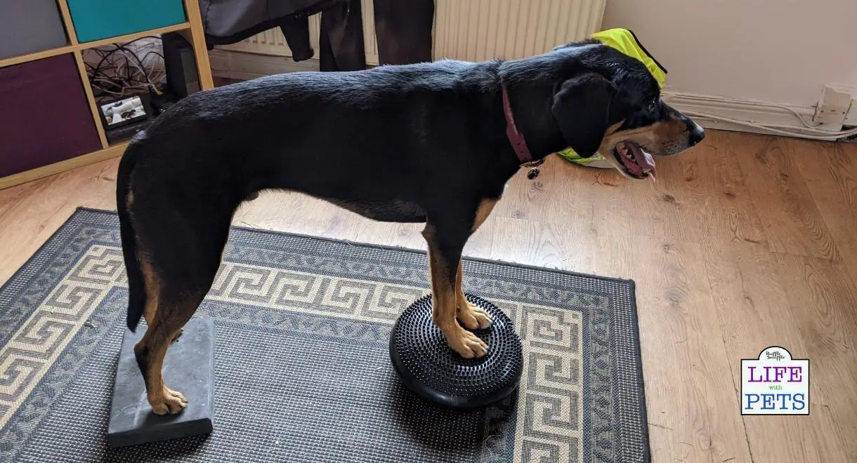 canine conditioning for sporty dogs