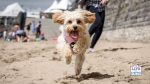 cavapoochon