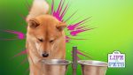 dog won't eat from bowl but will from hand - reasons