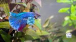 dumbo betta triton
