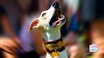 enrichment ideas for barking dog