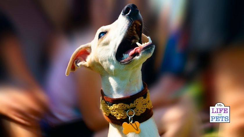 enrichment ideas for barking dog