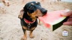 fruit and vegetable for dog