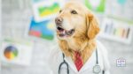 google dog ailments report