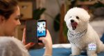 smartphone dog photography