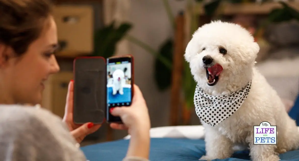 smartphone dog photography