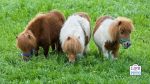 miniature horse pasture enrichment