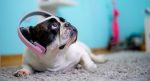 music for pups
