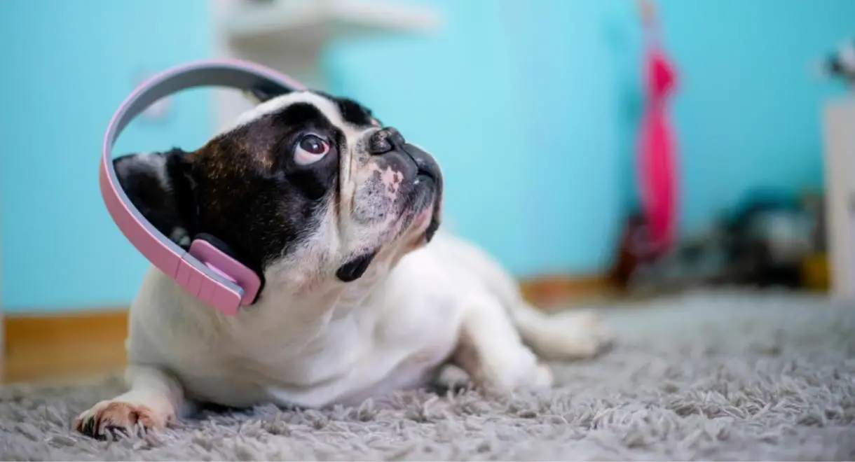 music for pups