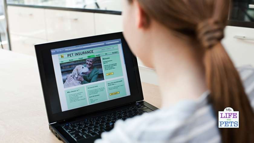 pet insurance