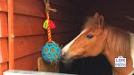 Horse Enrichment Ideas