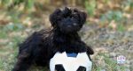 puppy enrichment without food ideas 2