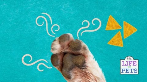 stinky dog paw remedies