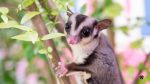sugar glider