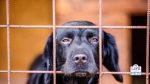 summer holidays without your dog