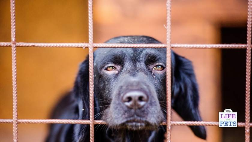 summer holidays without your dog