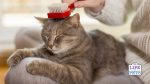 Cat shedding