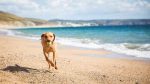 dog holidays 2