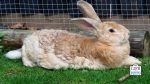 toys for giant rabbit breeds 3
