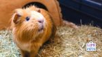 guinea pig cage enrichment ideas