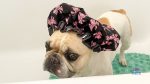 Eco Friendly grooming and healthcare products 4