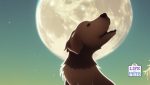 How The Full Moon Can Affect Your Pets Behaviour