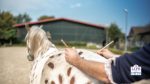 acupuncture for pet horses