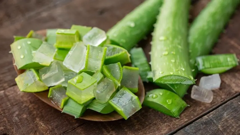 aloe vera