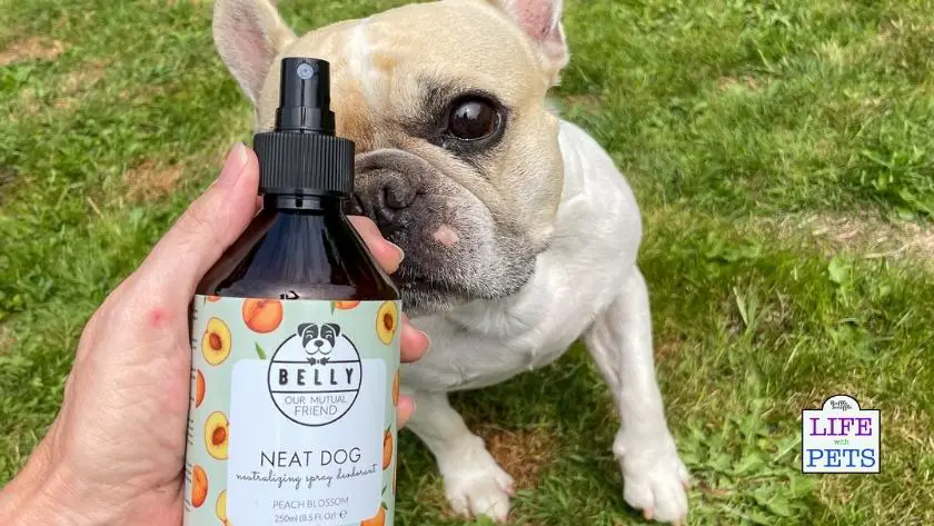 belly dog review 2021