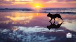 dog summer travel