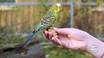 free flying in your garden