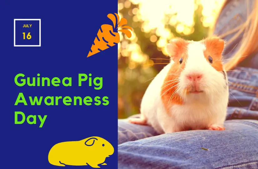 guinea pig awareness day